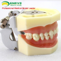 VENDER 12563 Modelo anatómico Tipo Estudio dental con goma blanda